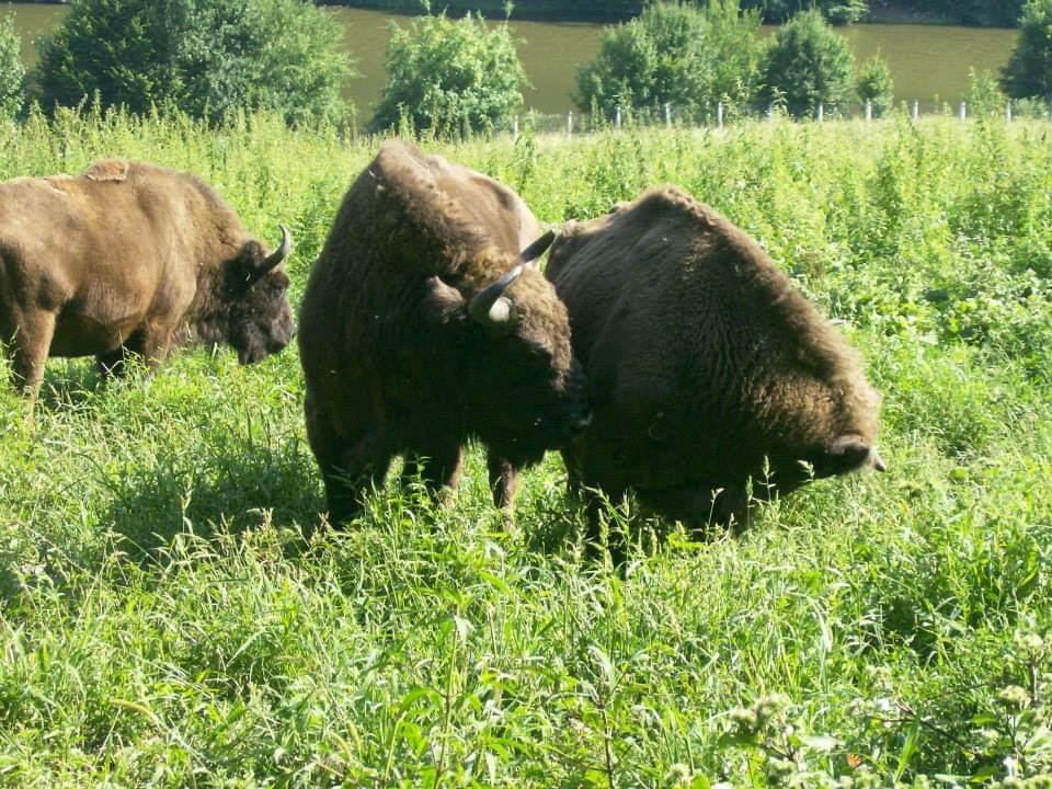 Arii naturale protejate și monumente ale naturii în #NEAMȚ&nbsp;#INTRO